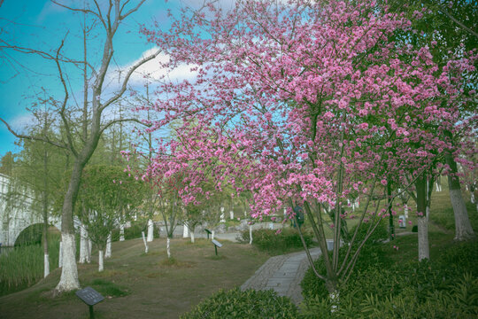 桃花树