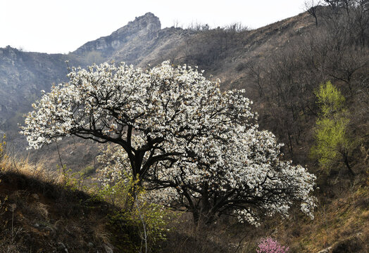 山东临沂平邑县观音山梨花