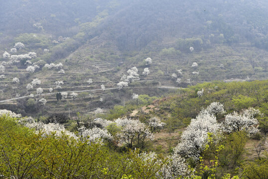 山东临沂平邑县观音山梨花