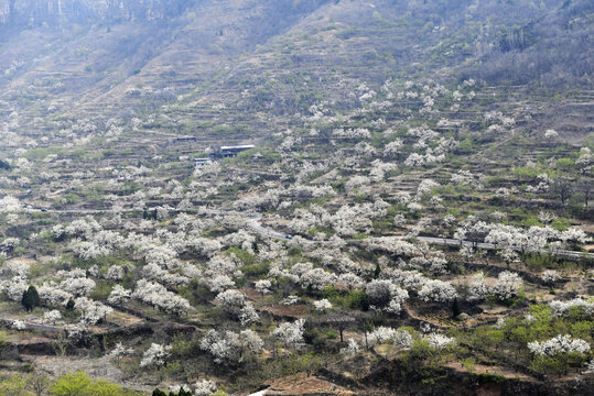 山东临沂平邑县观音山梨花
