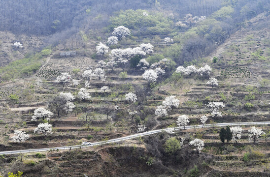山东临沂平邑县观音山梨花