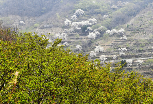 山东临沂平邑县观音山梨花