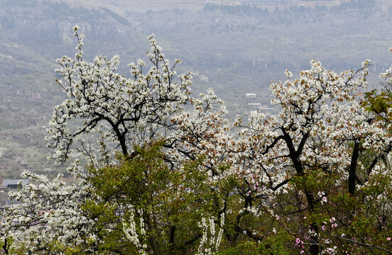 山东临沂平邑县九间棚景区梨花桃花