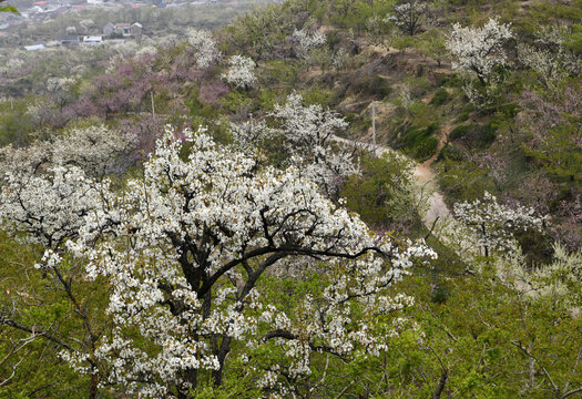 山东临沂平邑县九间棚景区梨花桃花