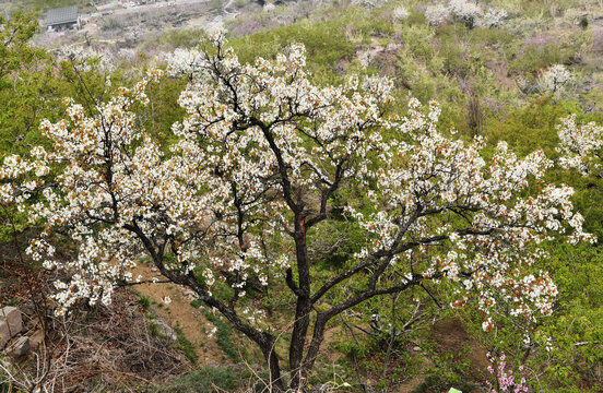 山东临沂平邑县九间棚景区梨花桃花