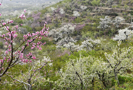 山东临沂平邑县九间棚景区梨花桃花