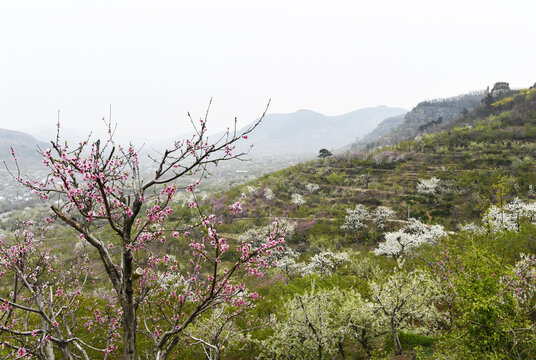 山东临沂平邑县九间棚景区梨花桃花