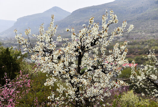 山东临沂平邑县九间棚景区梨花桃花