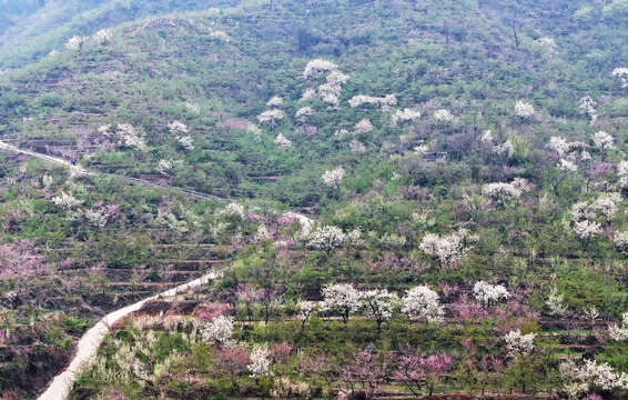 山东临沂平邑县九间棚景区梨花桃花