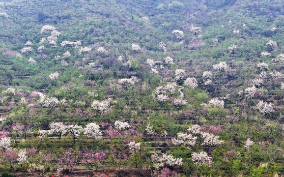 山东临沂平邑县九间棚景区梨花桃花