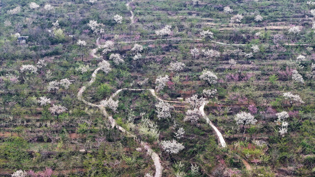 山东临沂平邑县九间棚景区梨花桃花