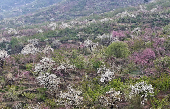 山东临沂平邑县九间棚景区桃花梨花