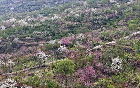 山东临沂平邑县九间棚景区桃花梨花