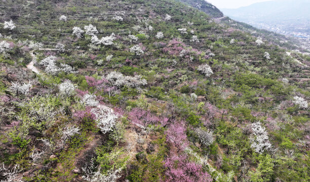 山东临沂平邑县九间棚景区桃花梨花