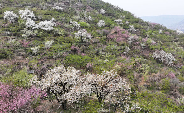 山东临沂平邑县九间棚景区桃花梨花