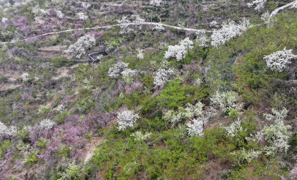 山东临沂平邑县九间棚景区桃花梨花