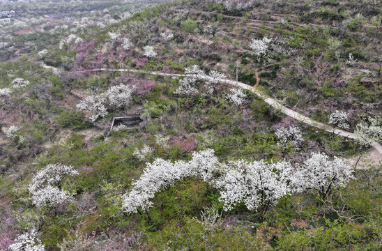 山东临沂平邑县九间棚景区桃花梨花