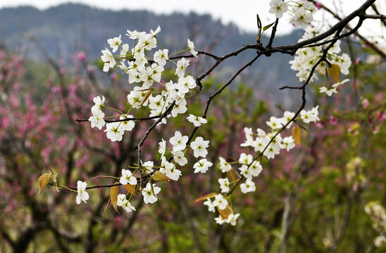 山东临沂平邑县九间棚景区桃花梨花