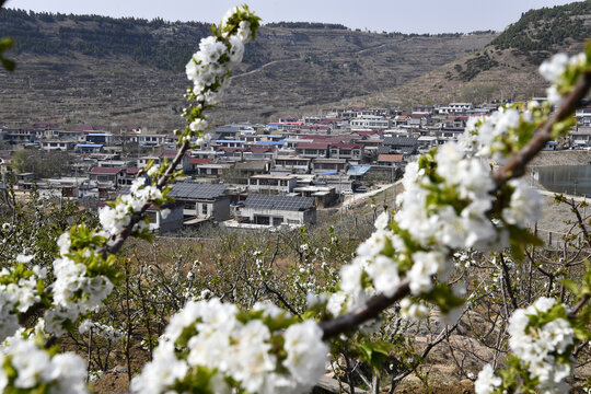大樱桃花