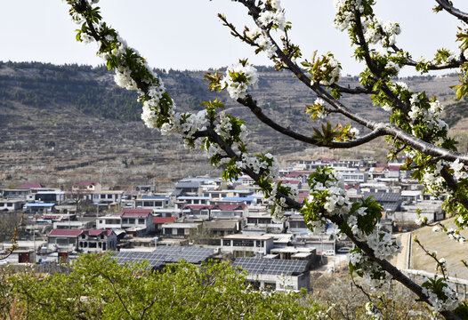 大樱桃花