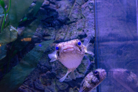 刺豚