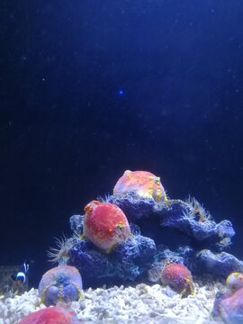 海底生物海苹果