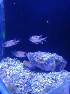 海洋馆热带鱼