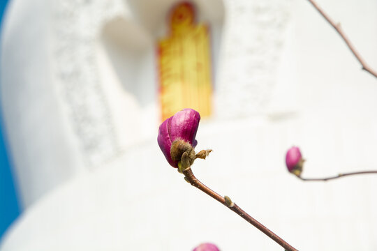 古建筑旁春花玉兰