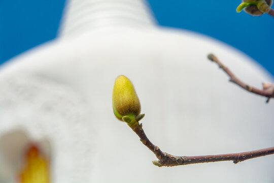 古建筑旁春花玉兰