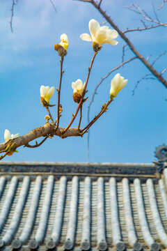 沈阳东塔寺玉兰花