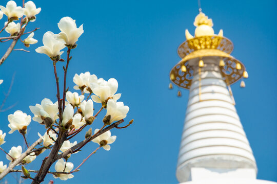沈阳东塔寺玉兰花