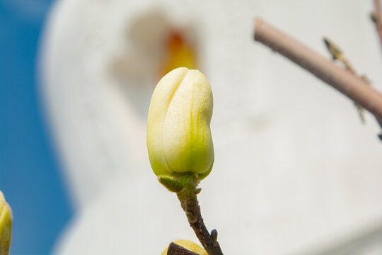 沈阳东塔寺玉兰花