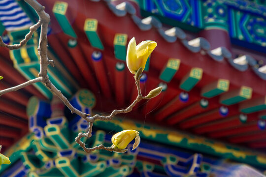 古建筑旁的玉兰花开