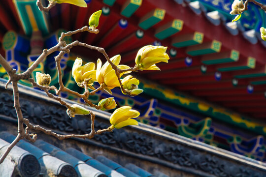 沈阳东塔寺玉兰花
