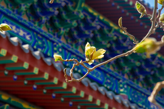 沈阳东塔寺玉兰花