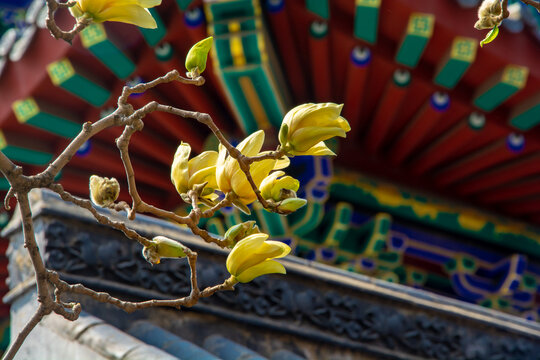沈阳东塔寺玉兰花