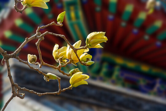沈阳东塔寺玉兰花