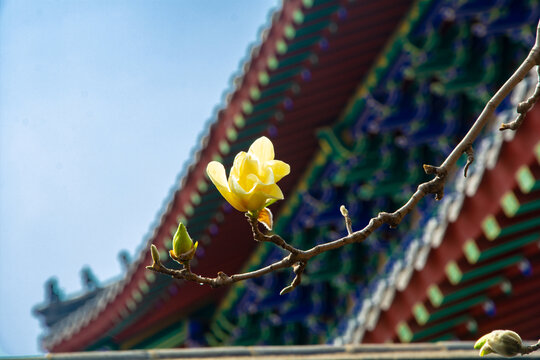 沈阳东塔寺玉兰花
