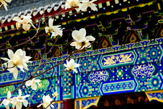 沈阳东塔寺玉兰花
