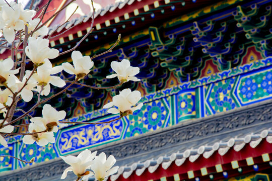 沈阳东塔寺玉兰花