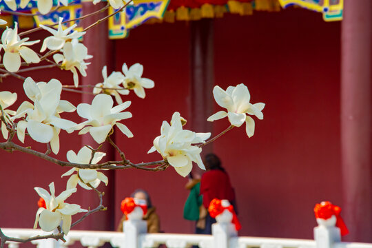 沈阳东塔寺玉兰花