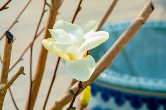 春天玉兰花开