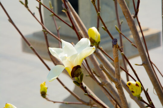 春天玉兰花开