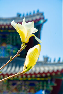 沈阳东塔寺玉兰花