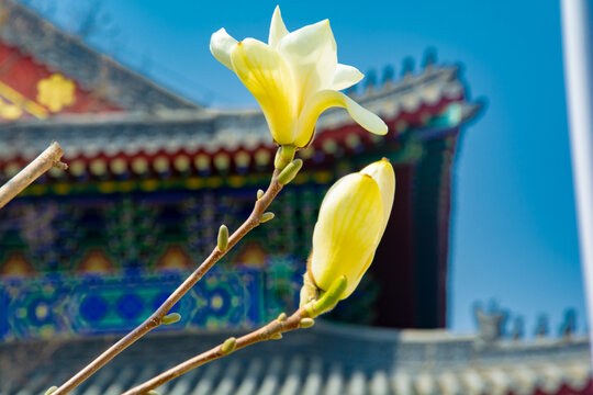 沈阳东塔寺玉兰花