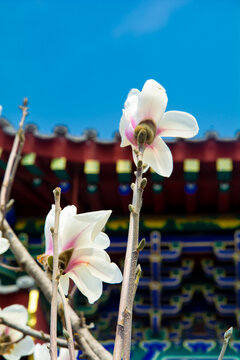 沈阳东塔寺玉兰花