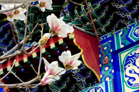 沈阳东塔寺玉兰花