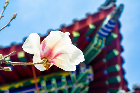 沈阳东塔寺玉兰花