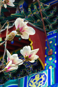 沈阳东塔寺玉兰花