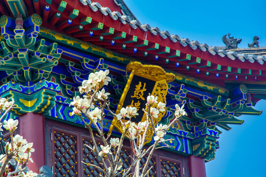 沈阳东塔寺玉兰花